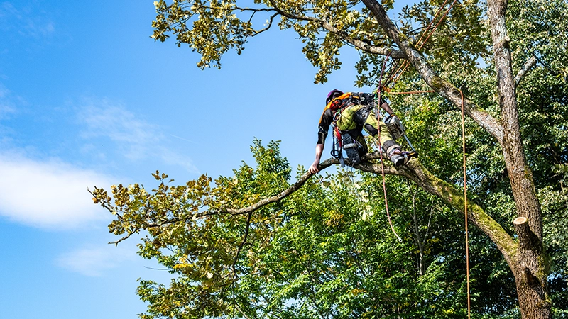 Entretien de jardins et d’espaces verts